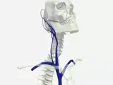 human central nervous system illustration