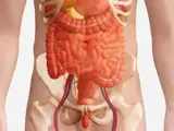 abdomen and pelvic illustration