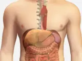Upper and lower GI tract