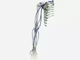 arm areas for venous cannulation