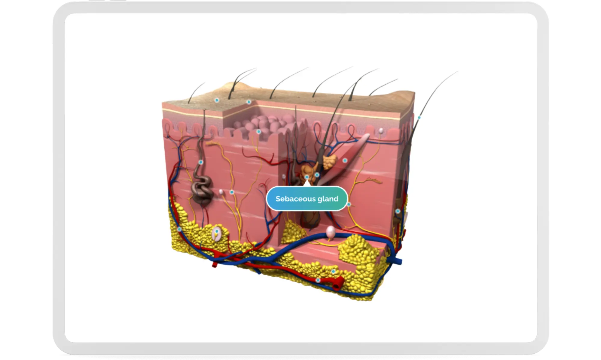 3D anatomy model of skin