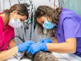 Two veterinary professionals working on a cat