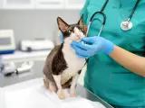 A black and white cat getting a check-up at the vet