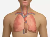 Transesophageal Echocardiography and Stress Echocardiography illustration