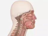 a man's nasogastric area 