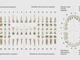 Dental chart