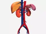 aorta illustration