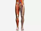 lower limb arteries on a man - illustration