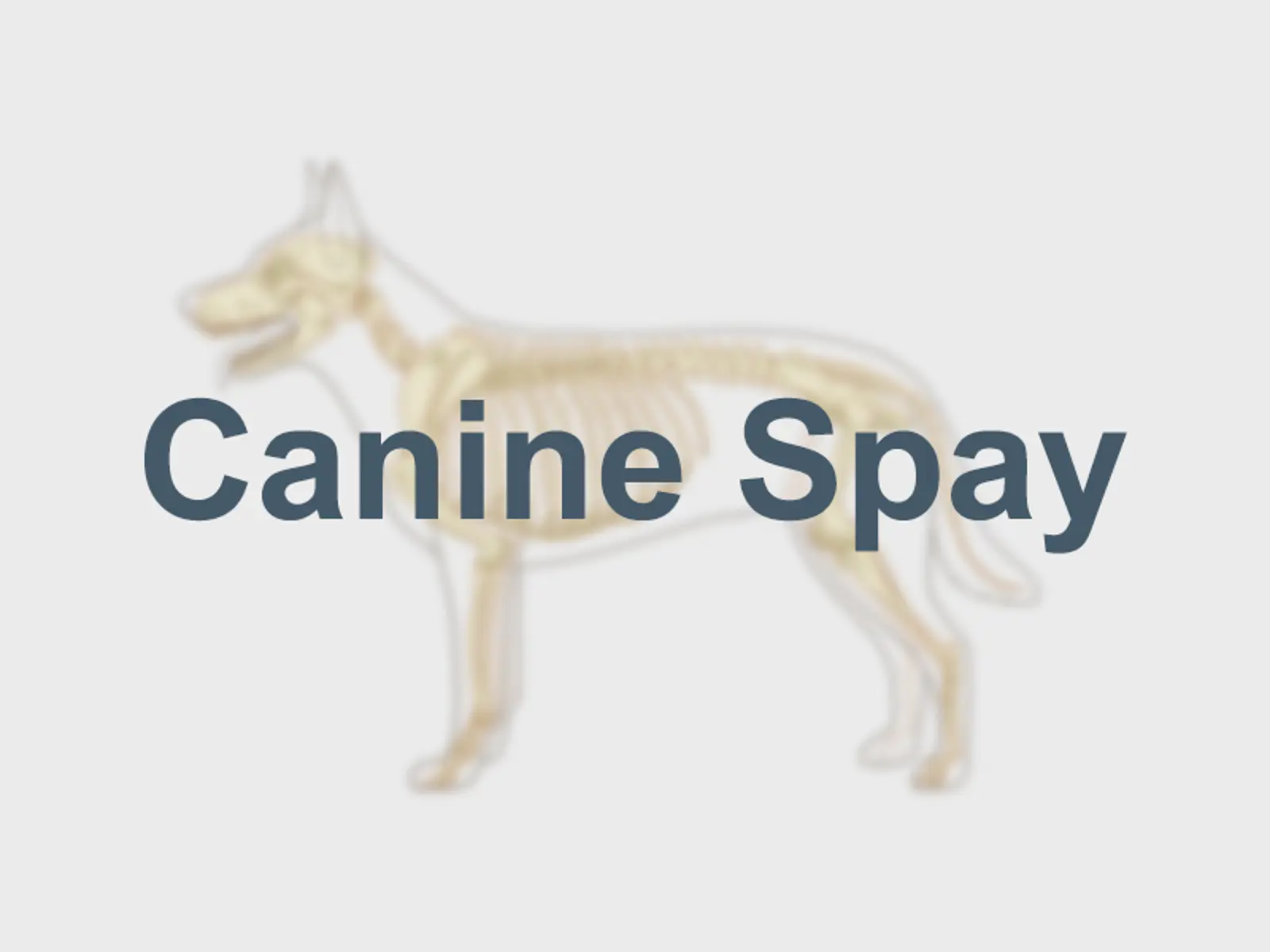 Canine Spay | SimTutor
