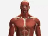 male anatomy